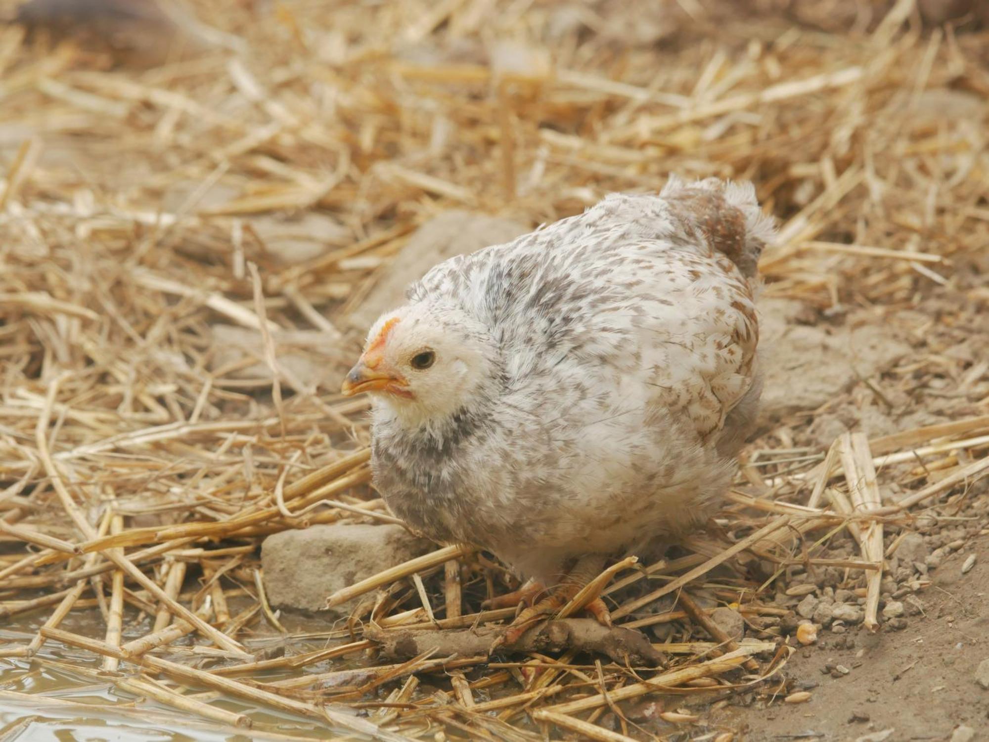Séjour à la ferme Toric Farmlodge